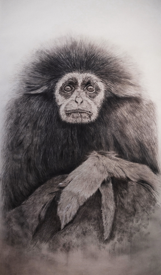 White Handed Gibbon 01